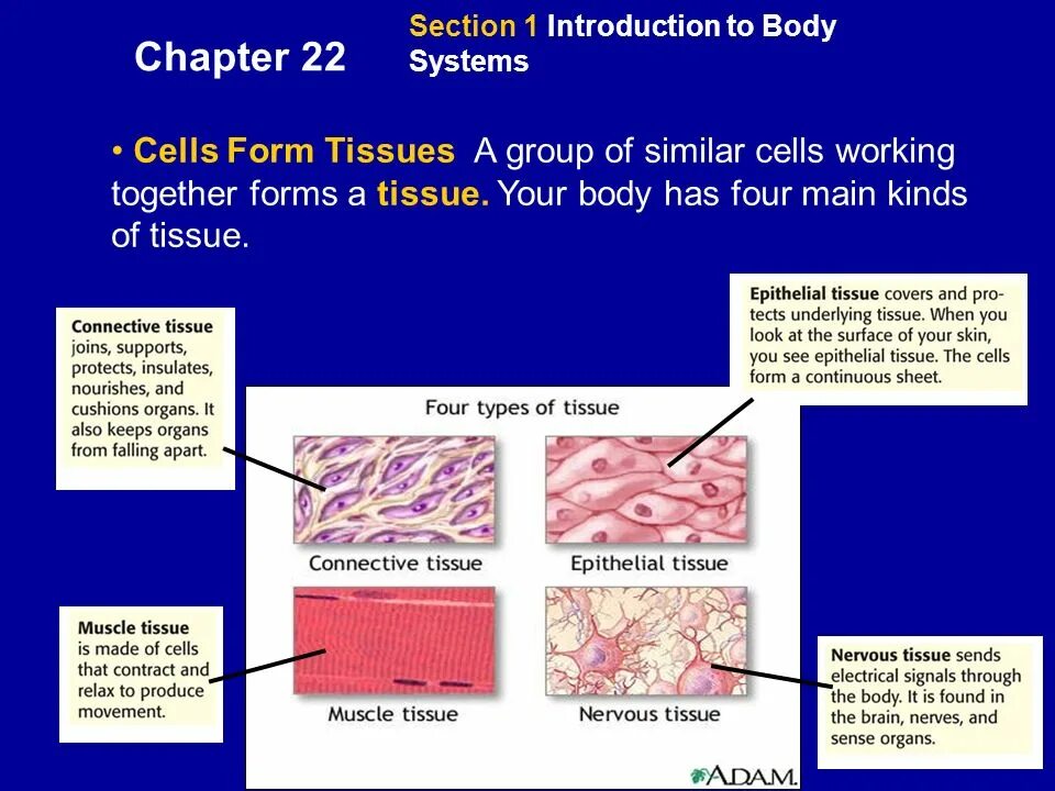 Sheets cells