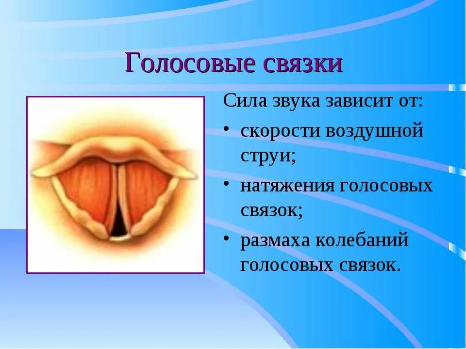 От чего зависят голосовые связки. Строение голосовых связок. Голосовые связки анатомия.