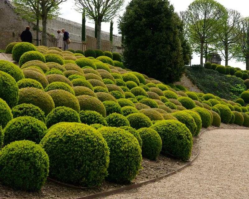 Вечнозеленые декоративные. Buxus sempervirens изгородь. Самшит Буксус. Самшит вечнозеленый (Búxus sempervírens). Buxus sempervirens самшит.