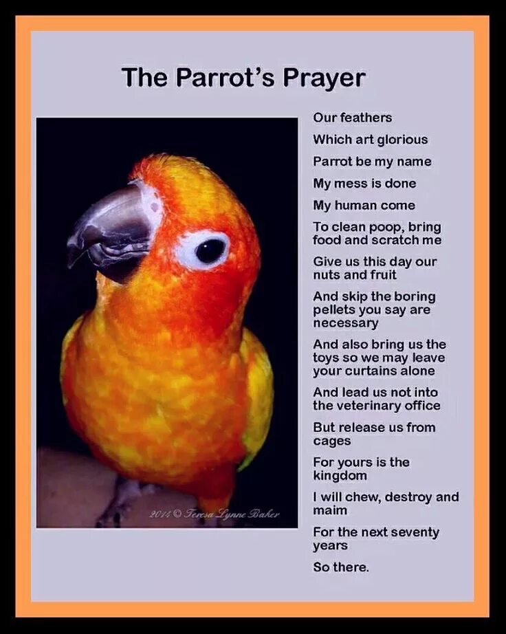 Budgie попугай. Попугай гача. My parrot перевод. Маленькое стихотворение про попугаев на английском parrots. My parrot перевод.