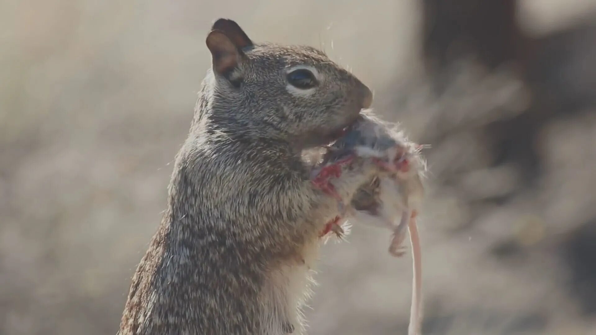что ест белка. белки хищники. белка хищник или. белка хищник. белки плотоядные.