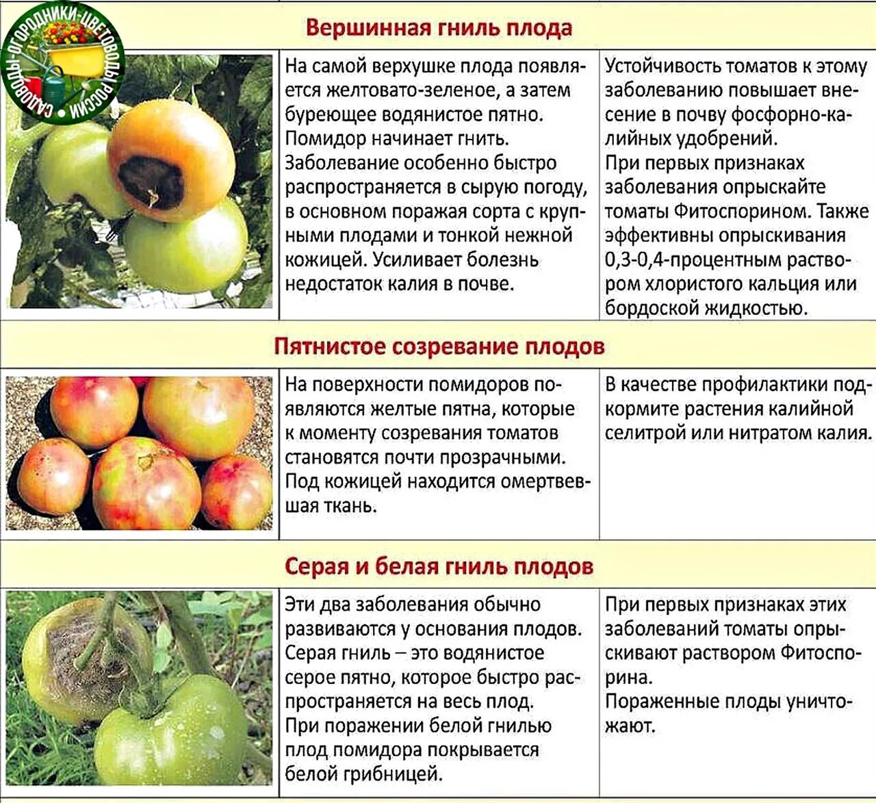 Внутри плодов созревают. Болезни помидор описание с фотографиями в теплице. Вершинная гниль на томатах препараты. Болезни плодов томатов в теплице. Болезни томатов описание с фотографиями.