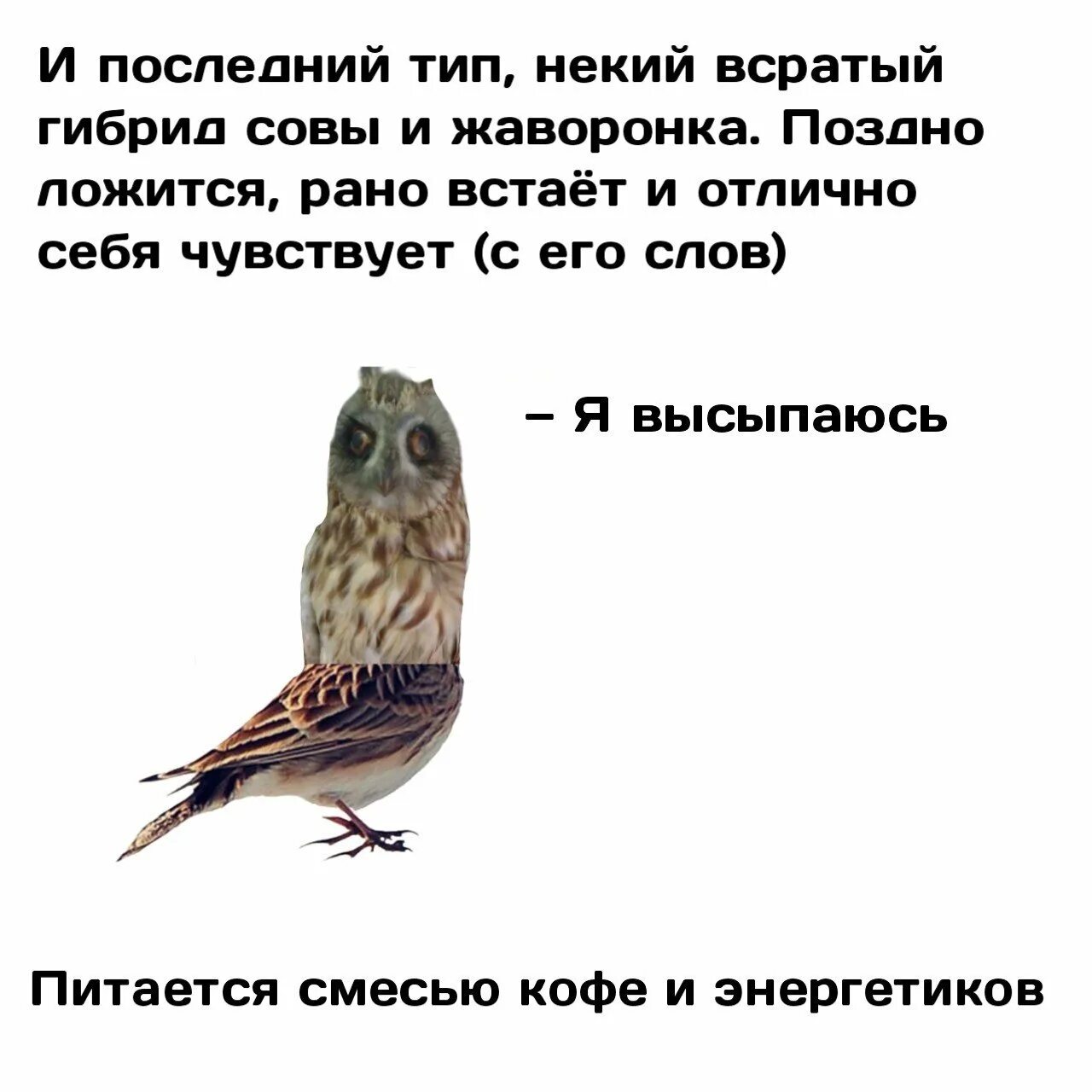 Про Жаворонков и сов. Гибрид Совы и жаворонка. Шутки про сов и Жаворонков. Совы и Жаворонки.