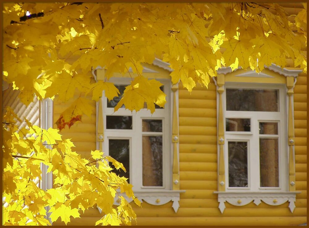 Песня два окна со двора и развесистый. Окно осень. желтое окно. дом с желтыми окнами. в желтых кленах флигеля.