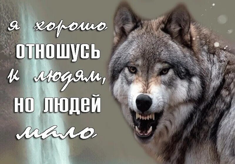С волками жить по волчьи выть. Жить по волчьим законам. Лишь тот способен добрым быть кому пришлось от злости выть автор. Статусы с волками со смыслом. С волками быть по волчьи выть.