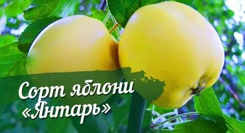 Янтарная яблоня фото