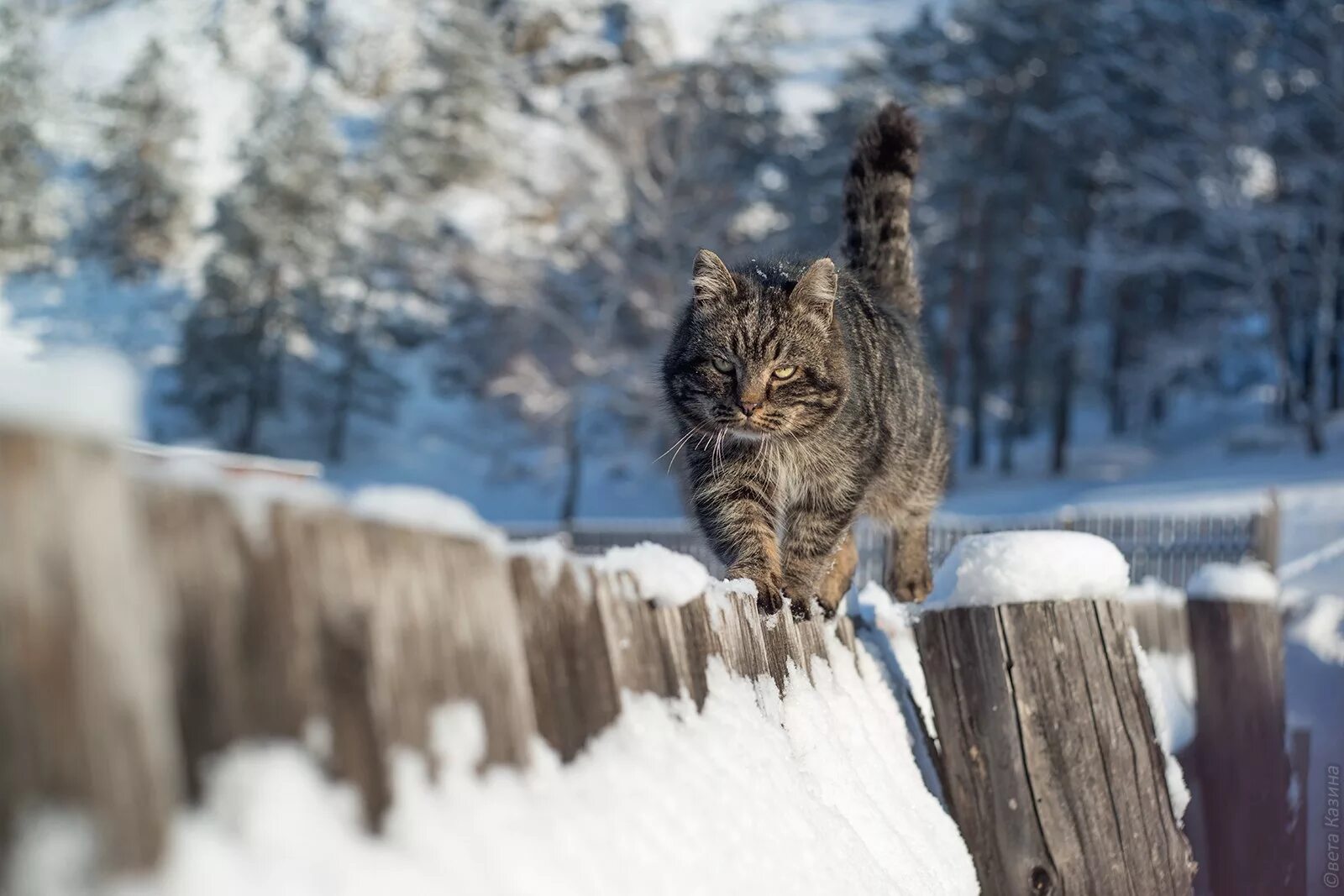 Мартовская кошечка. Мартовский кот. Мартовская кошка. Март коты.