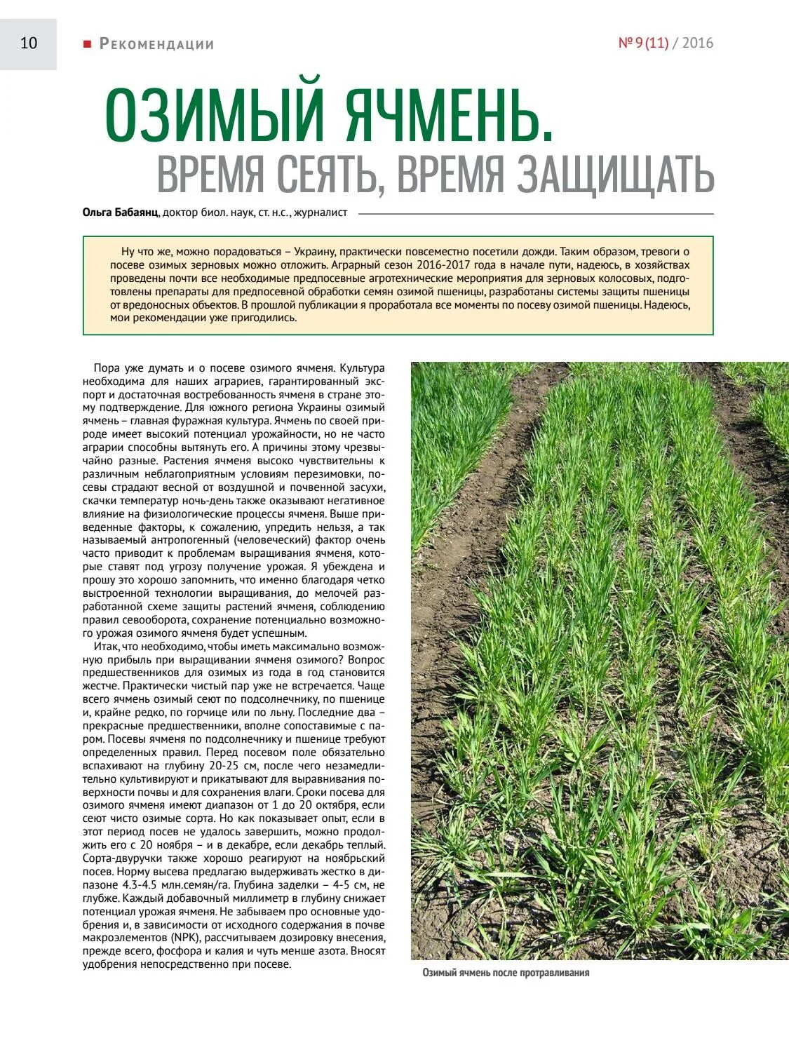Срок посева озимых. Глубина заделки семян озимой пшеницы. сроки посева озимого ячменя. глубина заделки пшеницы. подкормка озимых.
