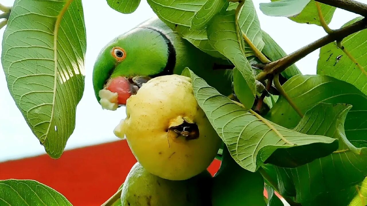 Можно попугаям яблоко. Ringneck Parrot. Еда попугаев в природе. Попугай ест фрукты. Попугай ест яблоко.