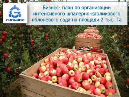 Бизнес план выращивание яблок
