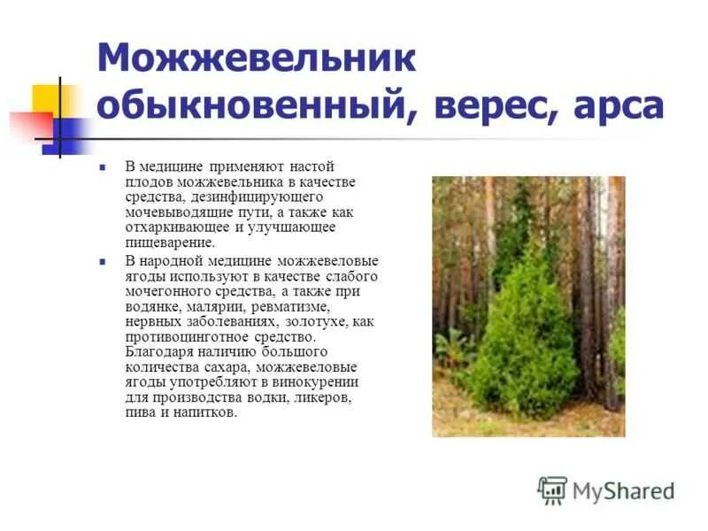 можжевельник обыкновенный диаметр кроны. можжевельник обыкновенный описание растения. паспорт можжевельника обыкновенного. можжевельник обыкновенный характеристика. можжевельник обыкновенный ярус.