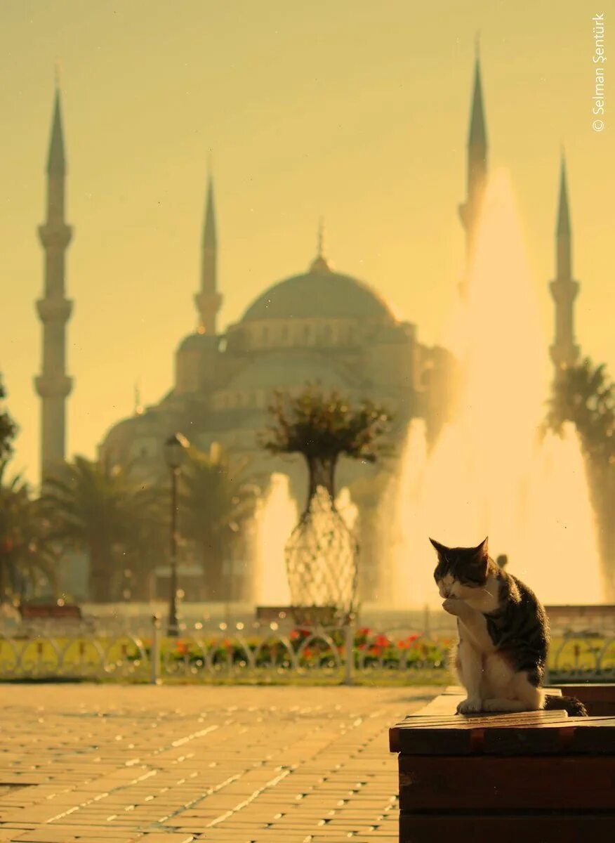 Мусульманский кот. Стамбул кот мечеть. Кошка в мечети Стамбул.