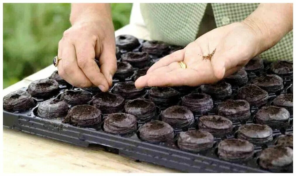 Грунт торфяной универсальный мари эл. Какой торф нужен для рассады. Какой торф нужен для рассады. Какой торф нужен для рассады. Посадка семян в торфяные таблетки детьми.