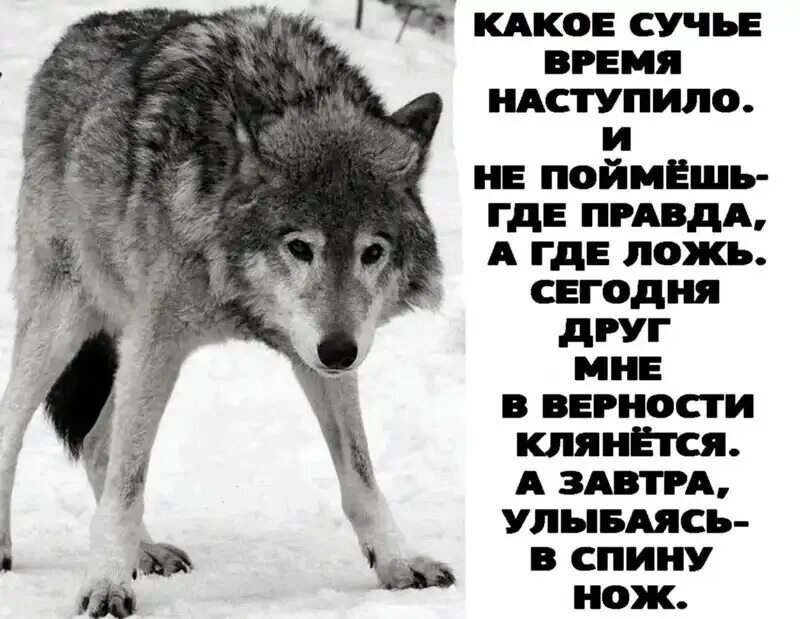 На вашу ложь мне просто. Стих про вранье. Стихи о правде. Цитаты про правду. Стихи о правде и лжи.