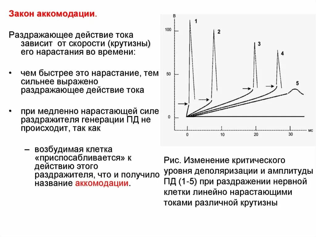 Закон градиента нарастания силы раздражителя. Закон градиента физиология. Закон раздражения Дюбуа-Реймона. Закон крутизны нарастания силы раздражителя.