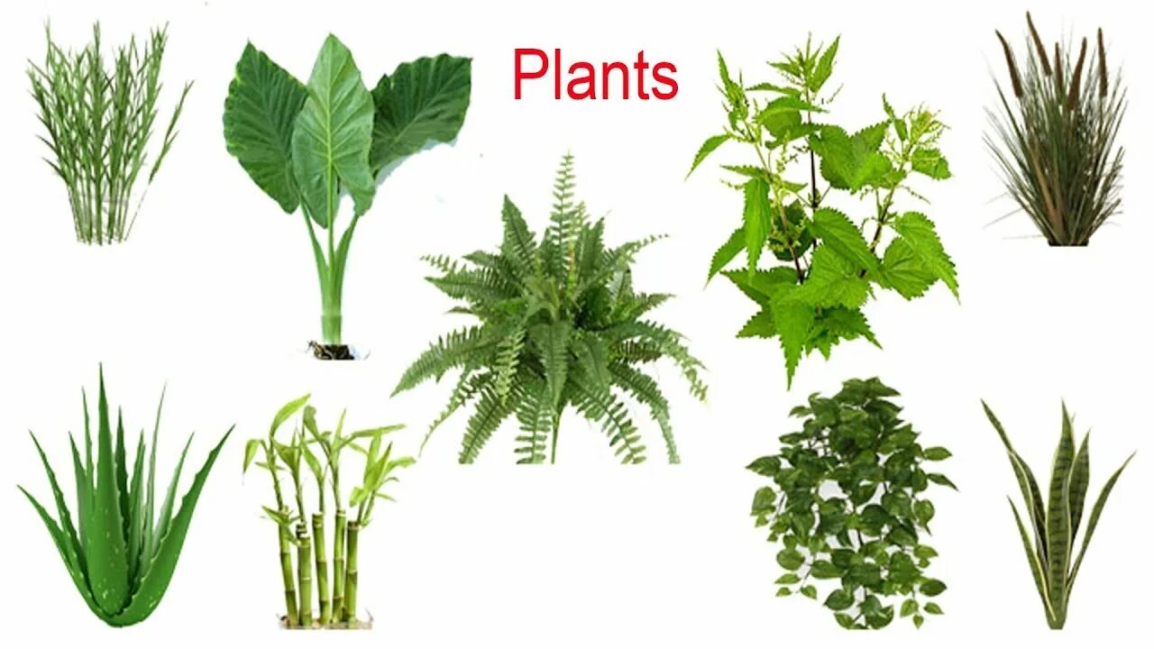 Plants kinds. Комнатные растения на прозрачном фоне. Комнатные растения на белом фоне. Домашние растения на белом фоне. Растение на х.