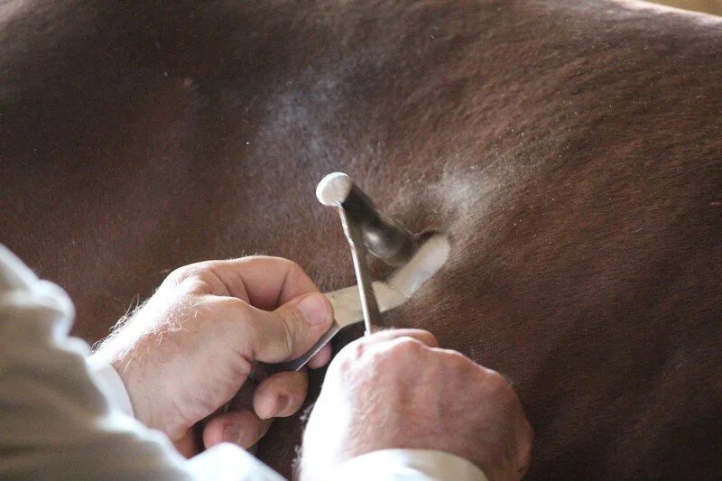 Перкуссия животных. Пальпация грудной клетки у животных. Перкуссия животных. Массаж животных ветеринария. Аускультация животных.