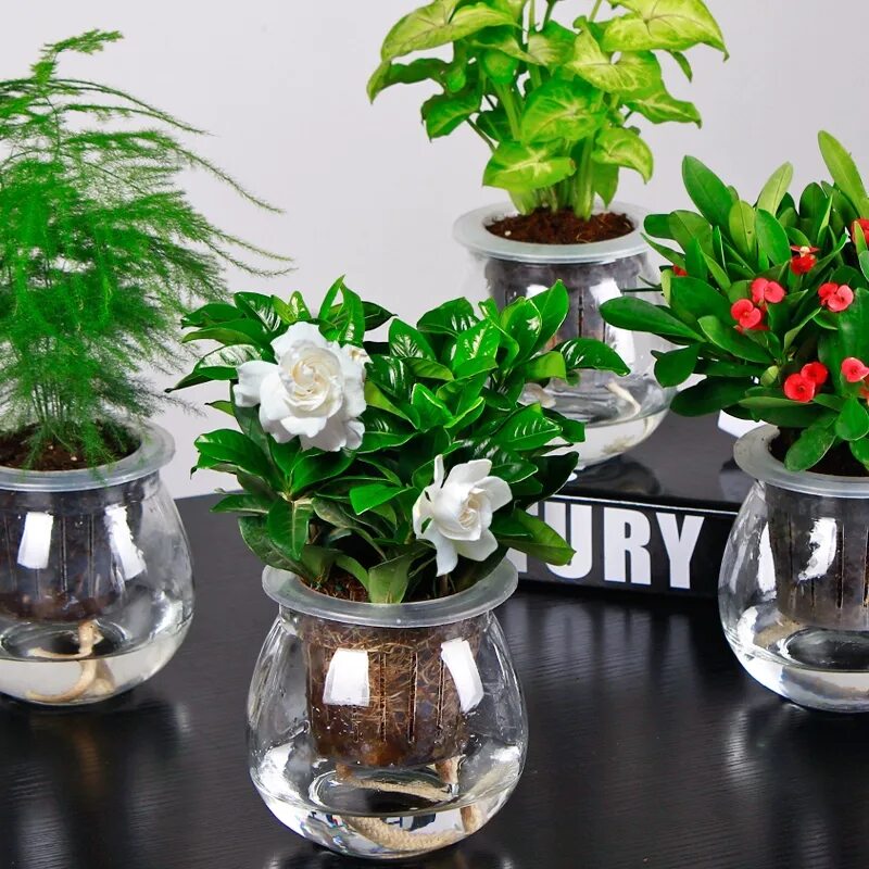 Набор для комнатных растений. Традесканция на гидропонике. Комнатные растения на гидропонике. Гидропоника для комнатных цветов. Комнатные растения растущие в воде.