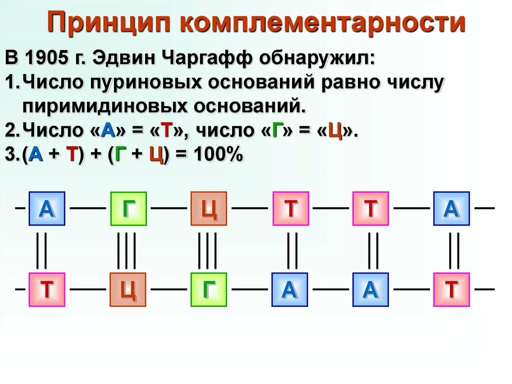 Принцип комплементарности а т у г ц. Принцип комплементарности РНК. Принцип комплементарности нуклеиновых кислот. Комплементарность ДНК И РНК.