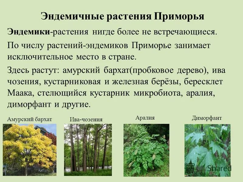 эндемики растения. эндемики растения. эндемические растения. животные и растения эдемик. эндемичные растения.