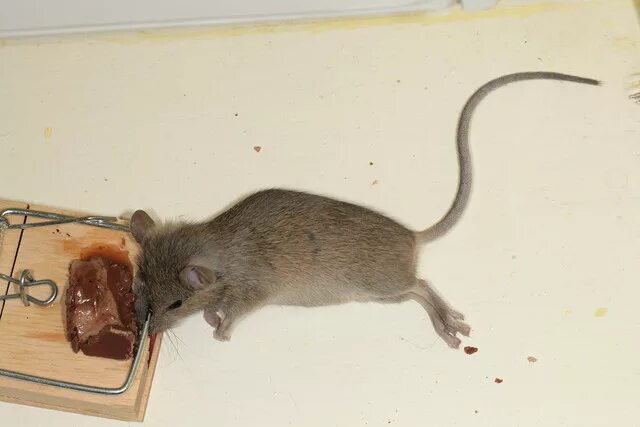 Мышь домовая (mus musculus l.. Крысы мыши полевки. Мышь полевка и домашняя мышь отличия. Крыса домовая. Мышь в другую сторону