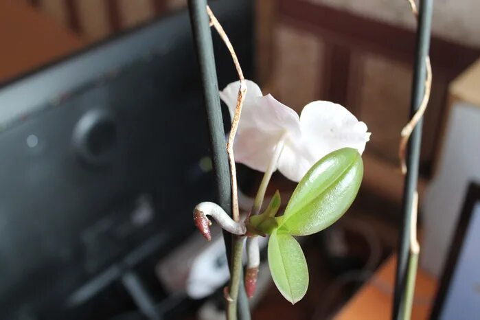 детки орхидеи фаленопсис. детки орхидеи фаленопсис. детка орхидеи на цветоносе. дендробиум фаленопсис цветонос. детки орхидеи фаленопсис на цветоносе.