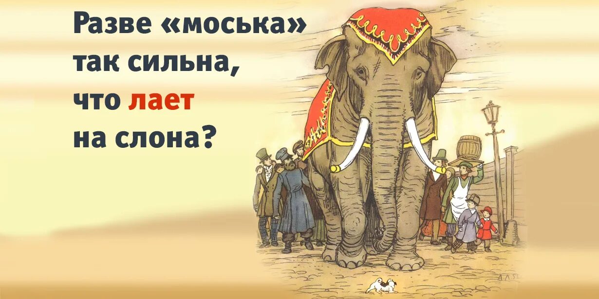 Знать она сильна что лает на слона. Басня Крылова слон и моська. Слон и моська карикатура. Слон и моська фото. Ckjy b vjcmrtf\.