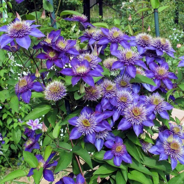 Клематис гибридный мульти блю. Клематис мульти блю. Клематисы мульти блю. Клематис гибридный мульти блю. Клематис сорт мульти блю.