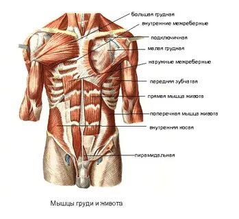 Үлкен кеуде GIF