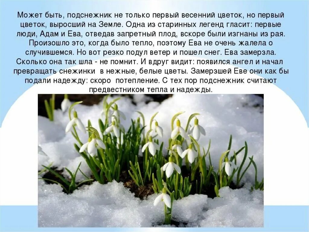 День подснежника. Описание подснежника. Описать весенний цветок. Подснежник презентация. Первые весенние цветы 2 класс