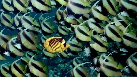 Friend fish