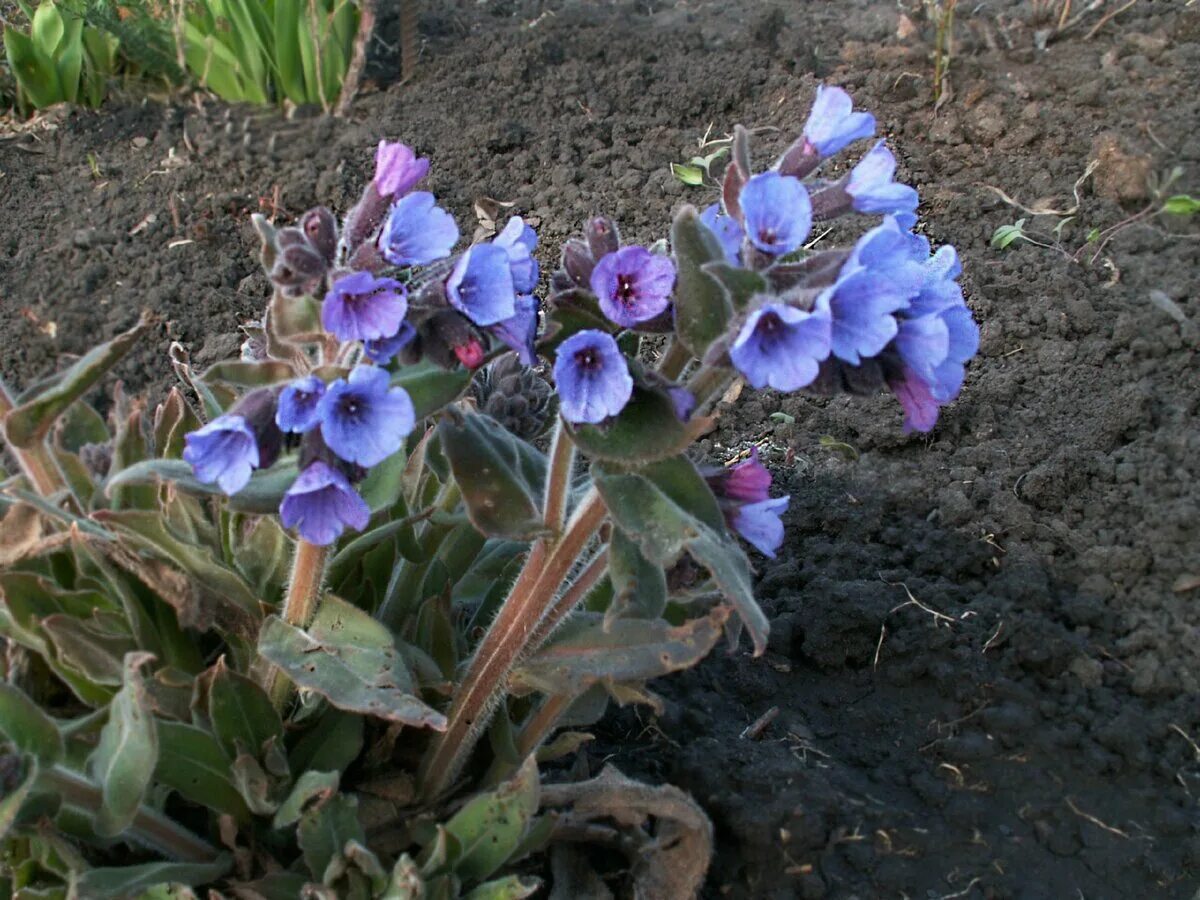 Медуница купить саженцы. Медуница (Pulmonaria) опал. Первоцветы Медуница. Медуница белая Лесная. Медуница Opal.