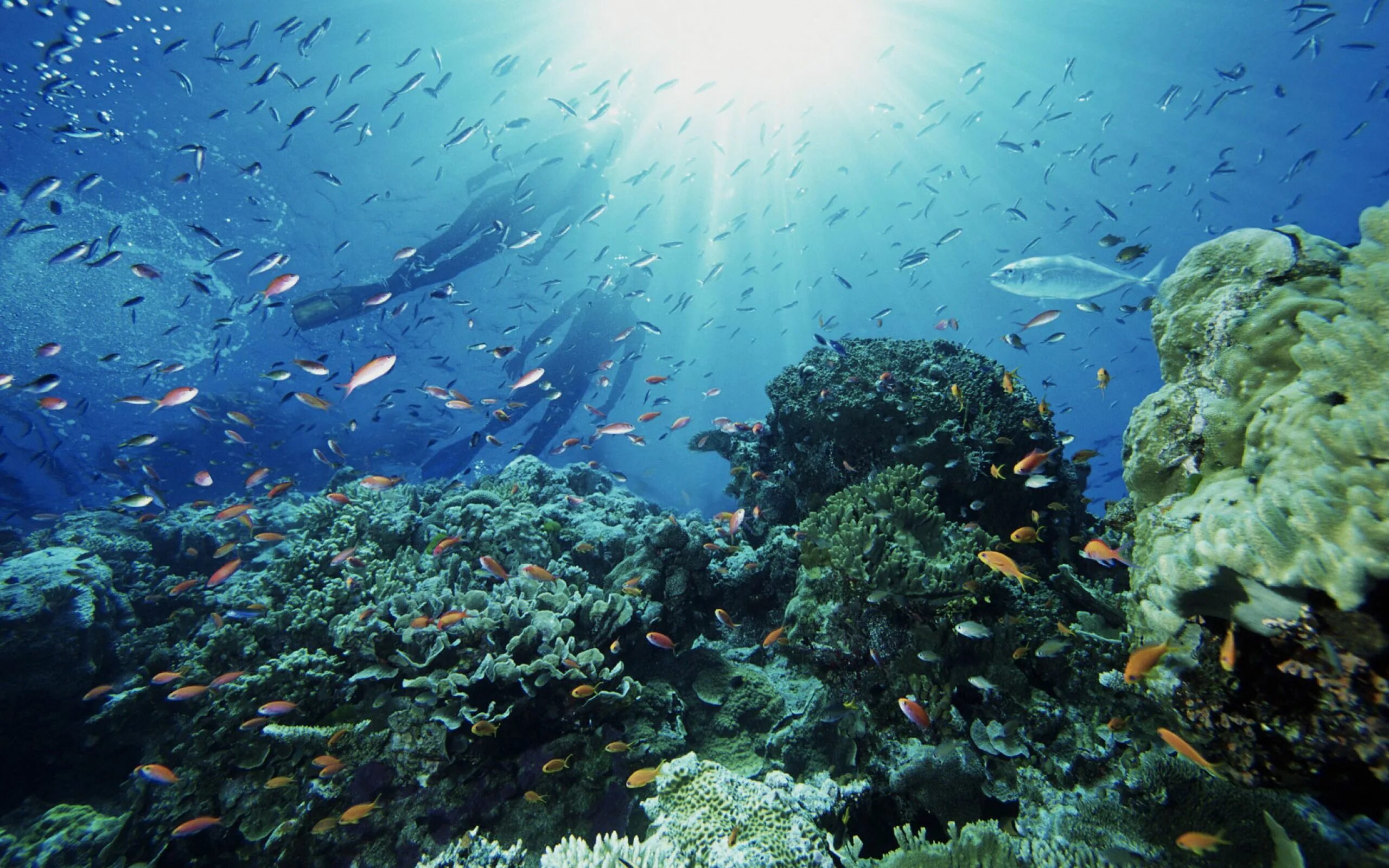 Большой Барьерный риф. Шарм-Эль-Шейх подводный мир. Подводный мир Средиземного моря. Океанское дно.