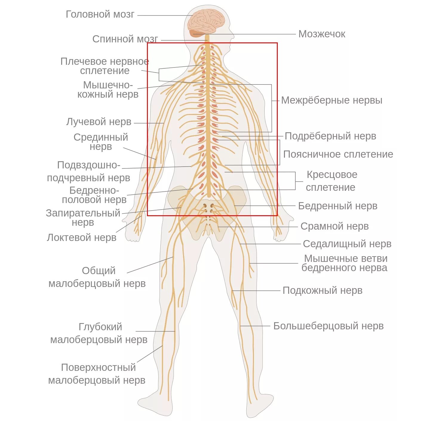 Нервная система человека схема анатомия. Анатомическое строение нервной системы схема. Нервы в теле человека схема. Нервная система позвоночника человека схема.