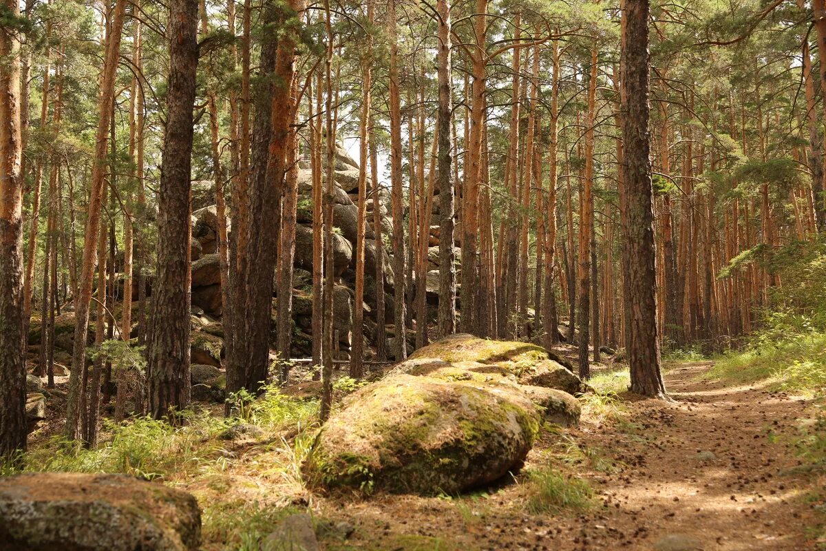 южный казахстан леса. южный казахстан леса. какие леса в казахстане. петропавловск казахстан лес. лес каркаралинск в казахстане.
