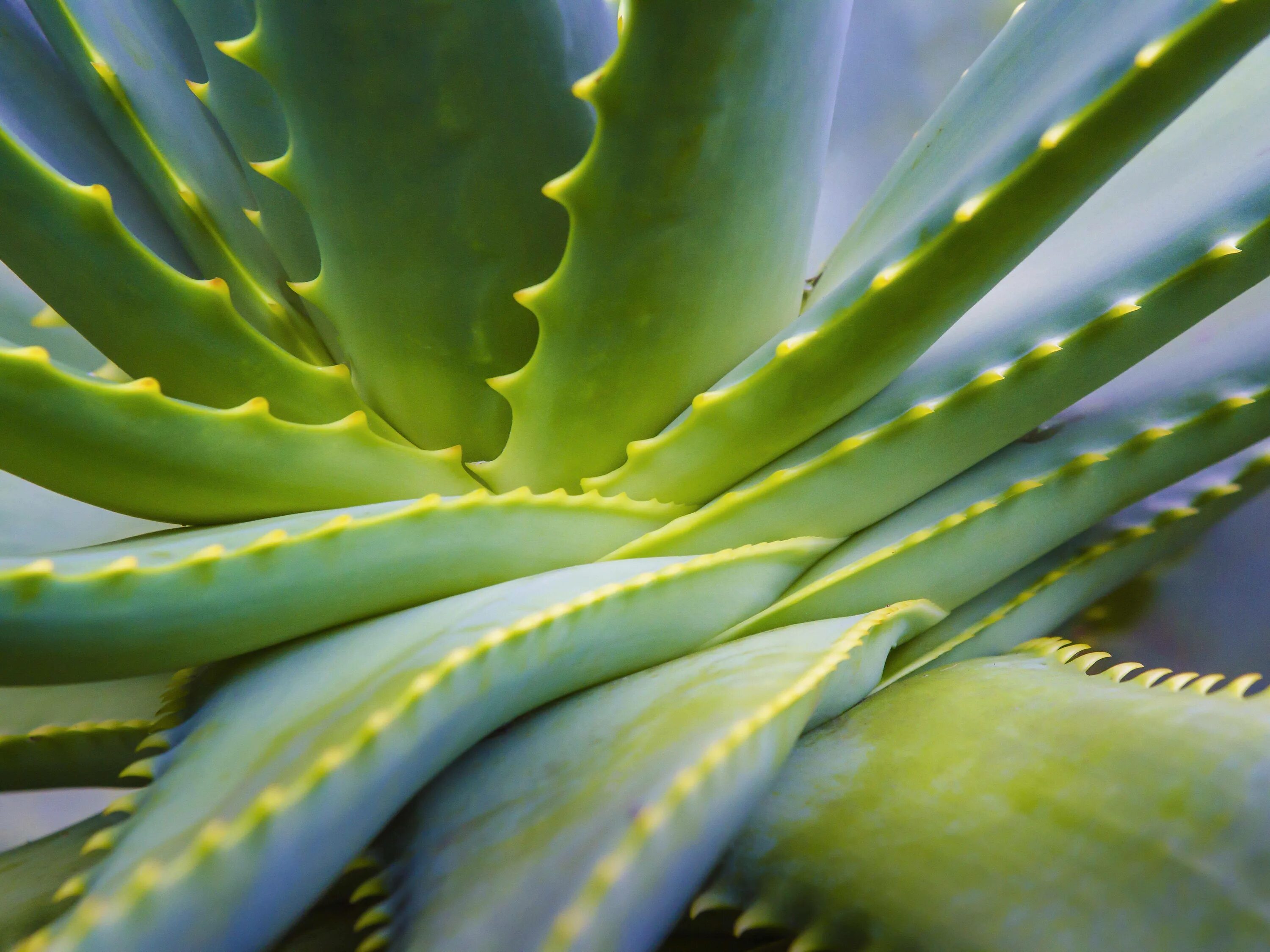 Green aloe. Алоэ столетник.