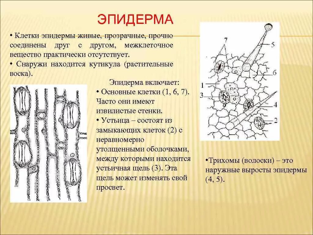 Покровная ткань часть впр. Покровные ткани растений эпидерма. Эпидерма листа пшеницы схема. Основные клетки эпидермы растений. Покровная ткань растений эпидермис.