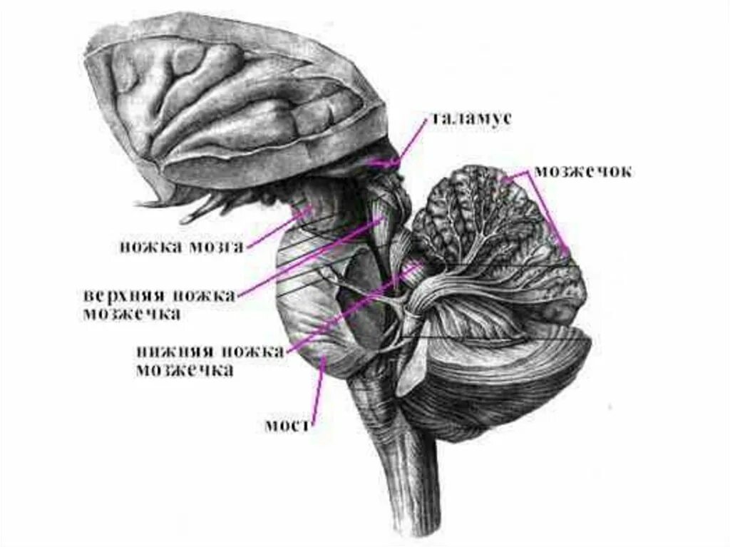 Задний мозг мост и мозжечок строение и функции. Мозжечок и продолговатый мозг анатомия. Продолговатый мозг мост и мозжечок. Мозжечок варолиев мост и продолговатый.