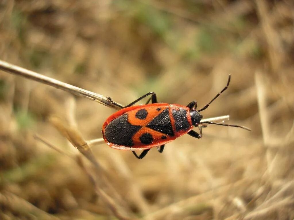 Насекомые солдатики фото. Клоп-солдатик – Pyrrhocoris apterus. Жук красноклоп. Жук красноклоп солдатик. Жук пожарник клоп солдатик.