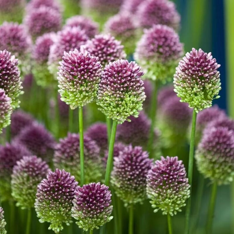 Лук батун цветение. Аллиум пепл сенсейшн. Лук красивенький - allium bellulum prokh. Шнитт слизун. Виды луков растения.