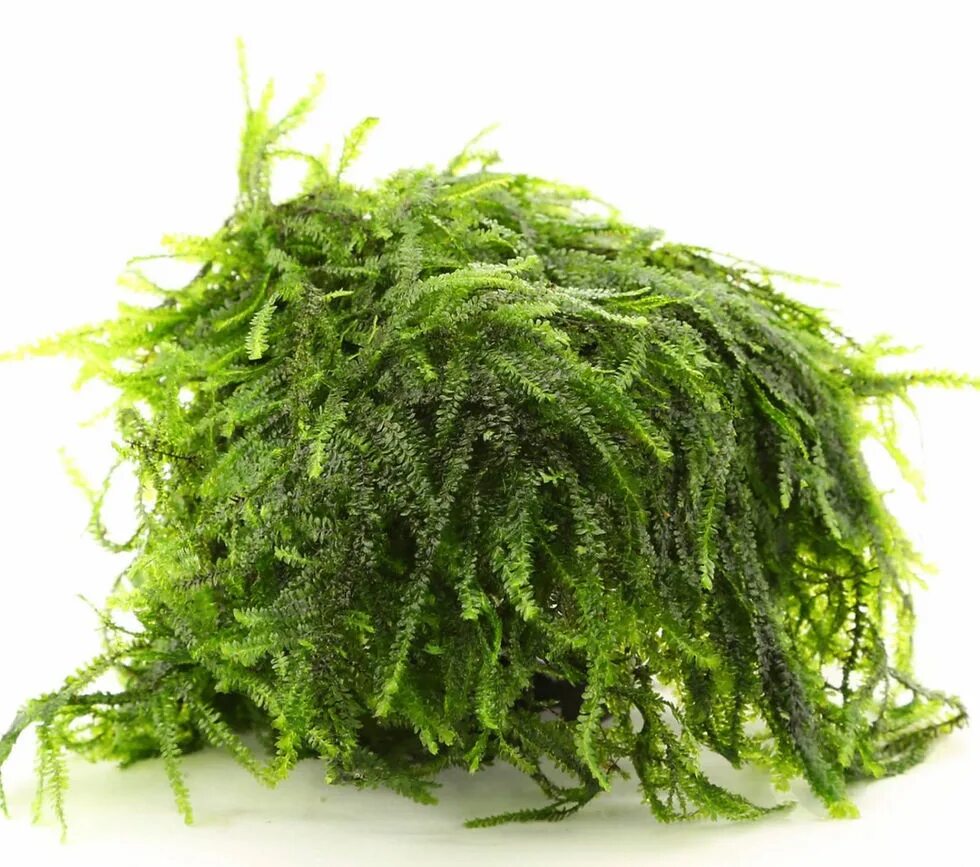 Какой мох пьют. Мох pilo moss. мох пило (pilotrichaceae sp. &quot;pilo moss&quot;). мох калимантан. мох hookeriaceae.
