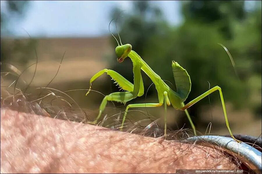 Чем закончится богомол. Жук богомол. Ischnomantis Gigas богомол. Императорский богомол. Богомол обыкновенный насекомые.