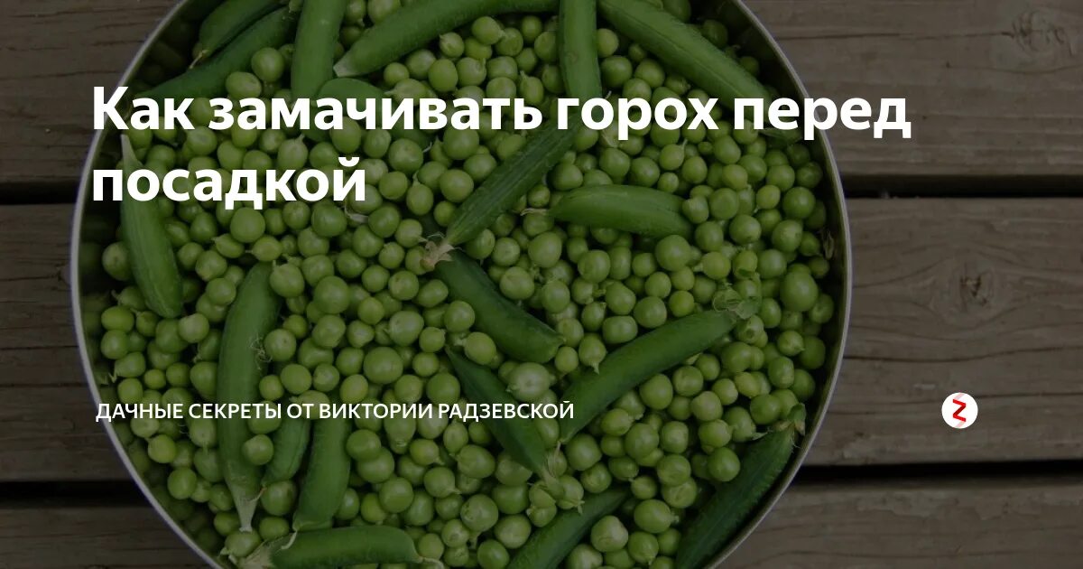 Как правильно замачивать. Замочить горох перед посадкой. как замочить горох для посадки. горох перед посадкой надо замачивать. замачивание гороха для посадки.