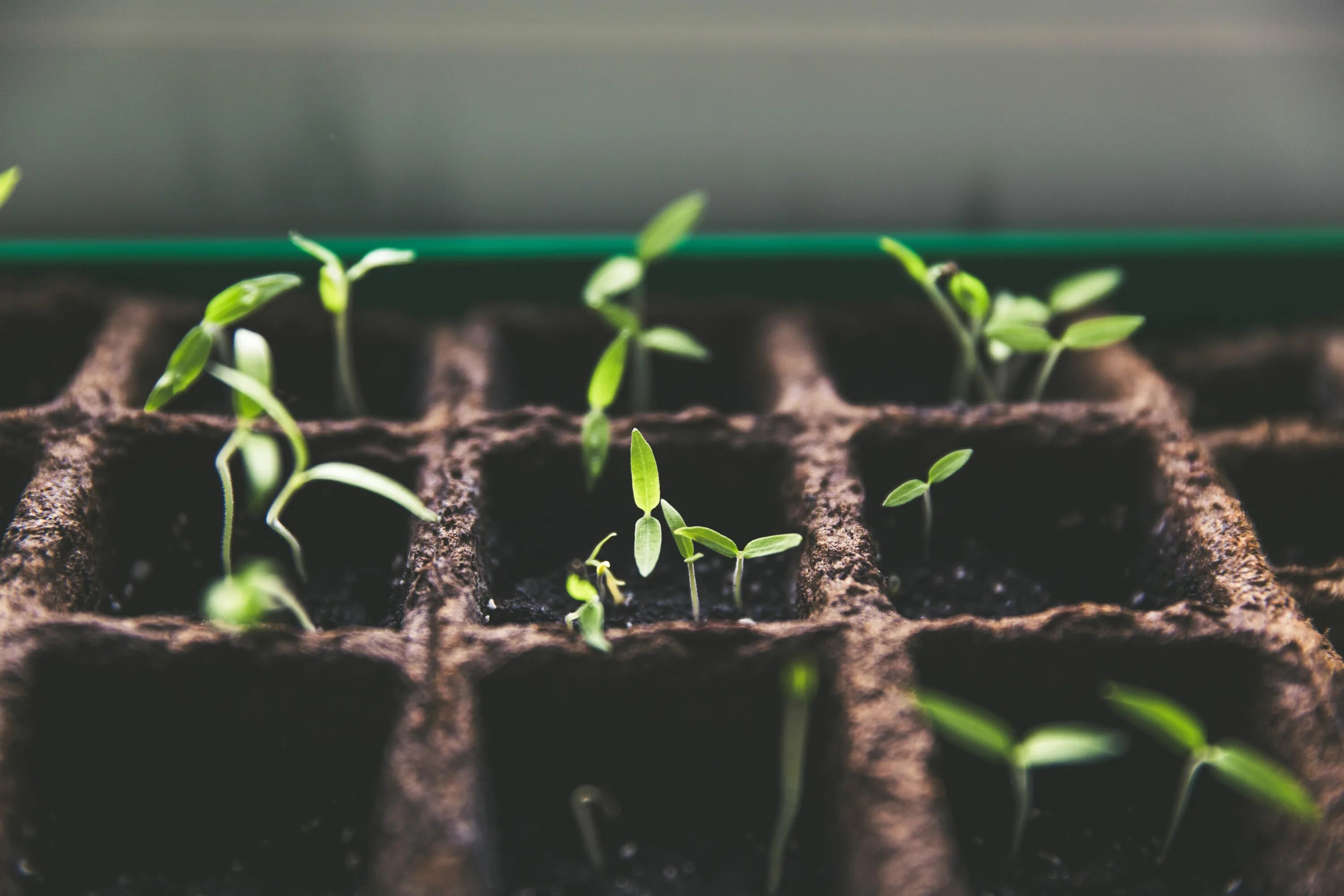 Каким концом сажать семена. Seedling «рассада». Дайкон рассада пикировка. Рассада разрослась. Грунт для рассады.