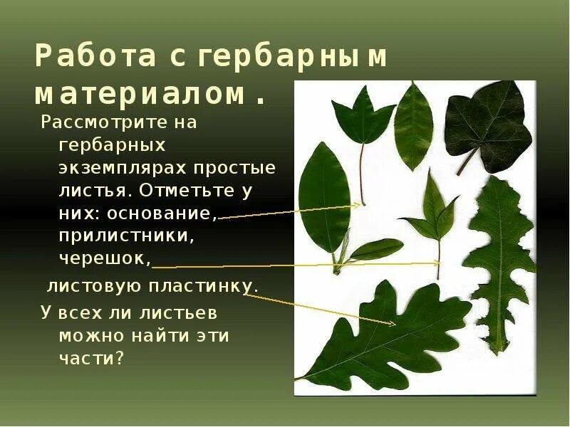 Основание черешок листовая пластинка у листа. Черешок прилистники листовая пластина. Черешок прилистники листовая пластинка. Прилистник черешок основание листа.