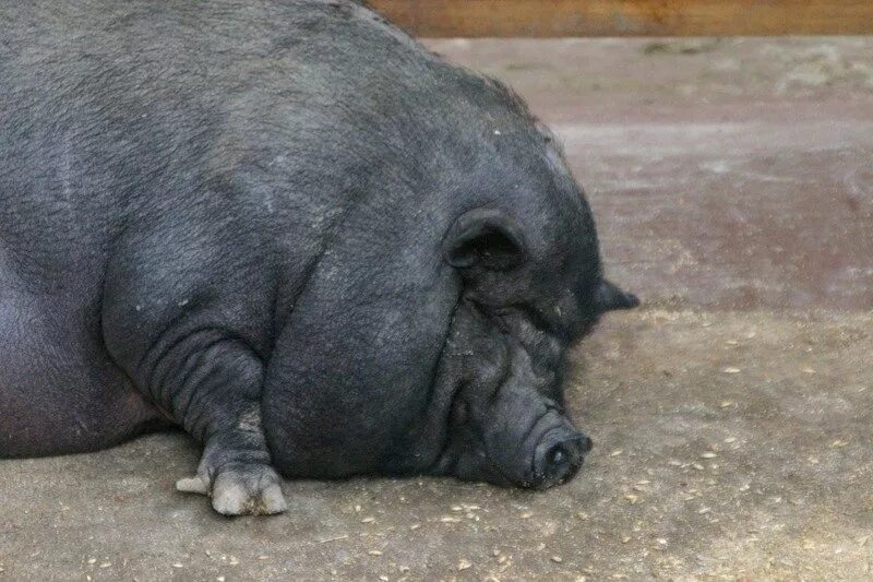 Какое животное самое толстое. Кабан боров хряк свинья. Черная свинья.