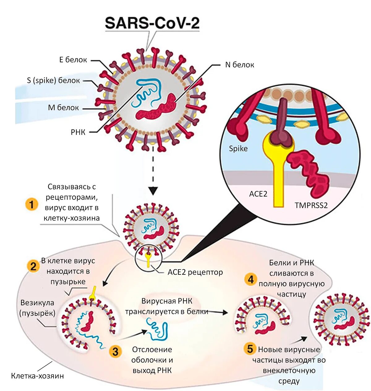 Инфицирования коронавирус. Коронавирус инфекция SARS-cov-2. SARS-cov-2 механизм действия. Жизненный цикл коронавируса SARS-cov-2. Строение вируса SARS-cov-2.