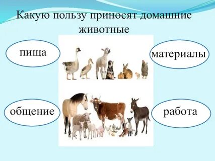 Какую пользу приносят животные