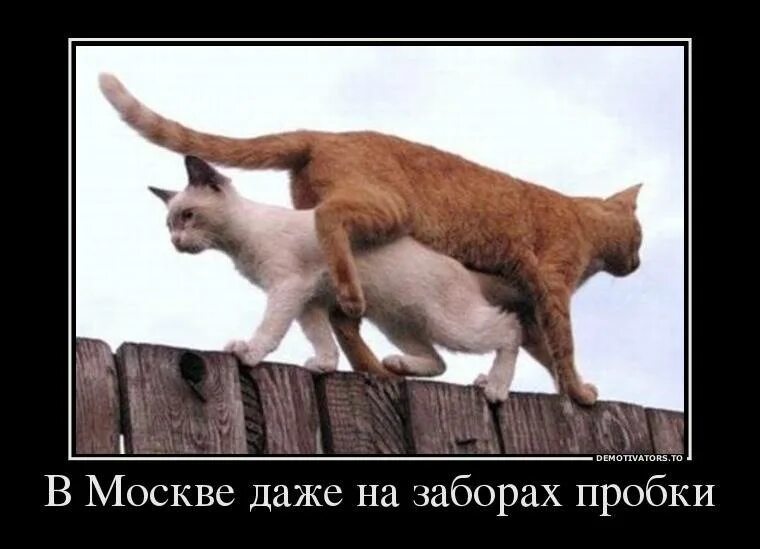Туда сюда сделай пару