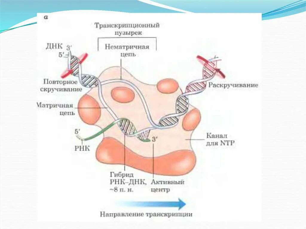 Функция рнк полимеразы 2. Функция рнк полимеразы 2